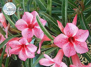 (image for) Adenium Obesum Seeds \'Star of red sparkles\' 5 Seeds
